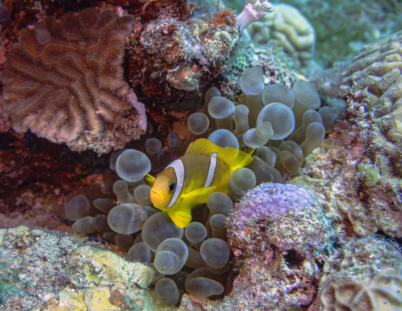 Red Sea clownfish sheltering among the tentacles of a bubble-tip anemone in the Red Sea near Eilat, Israel.