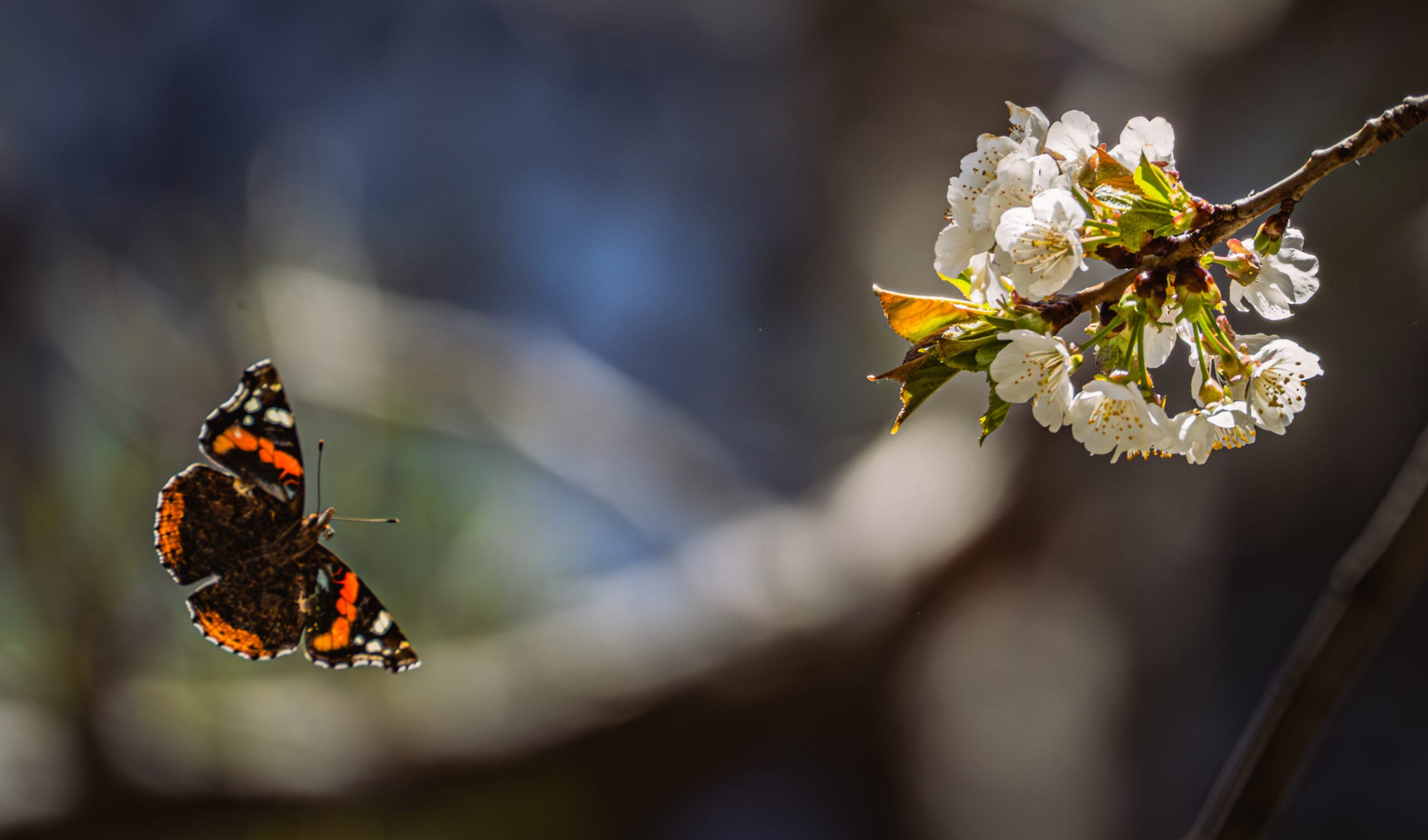 Red Admiral butterfly in flight approaching spring blossoms in Paphos Forest, Cyprus.