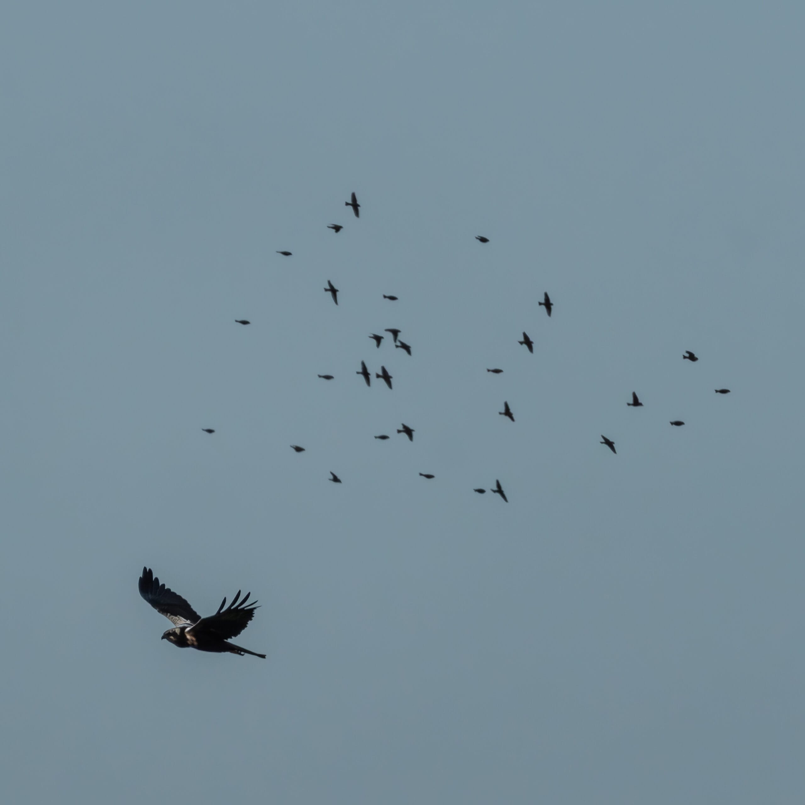 Bird of prey gliding above a flock of birds at the Eilat Bird Sanctuary, Israel.