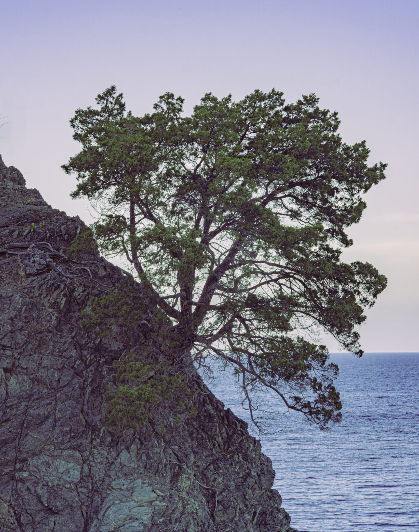 A lone tree growing from the rocky coastline at Gabor Rock, Cyprus.