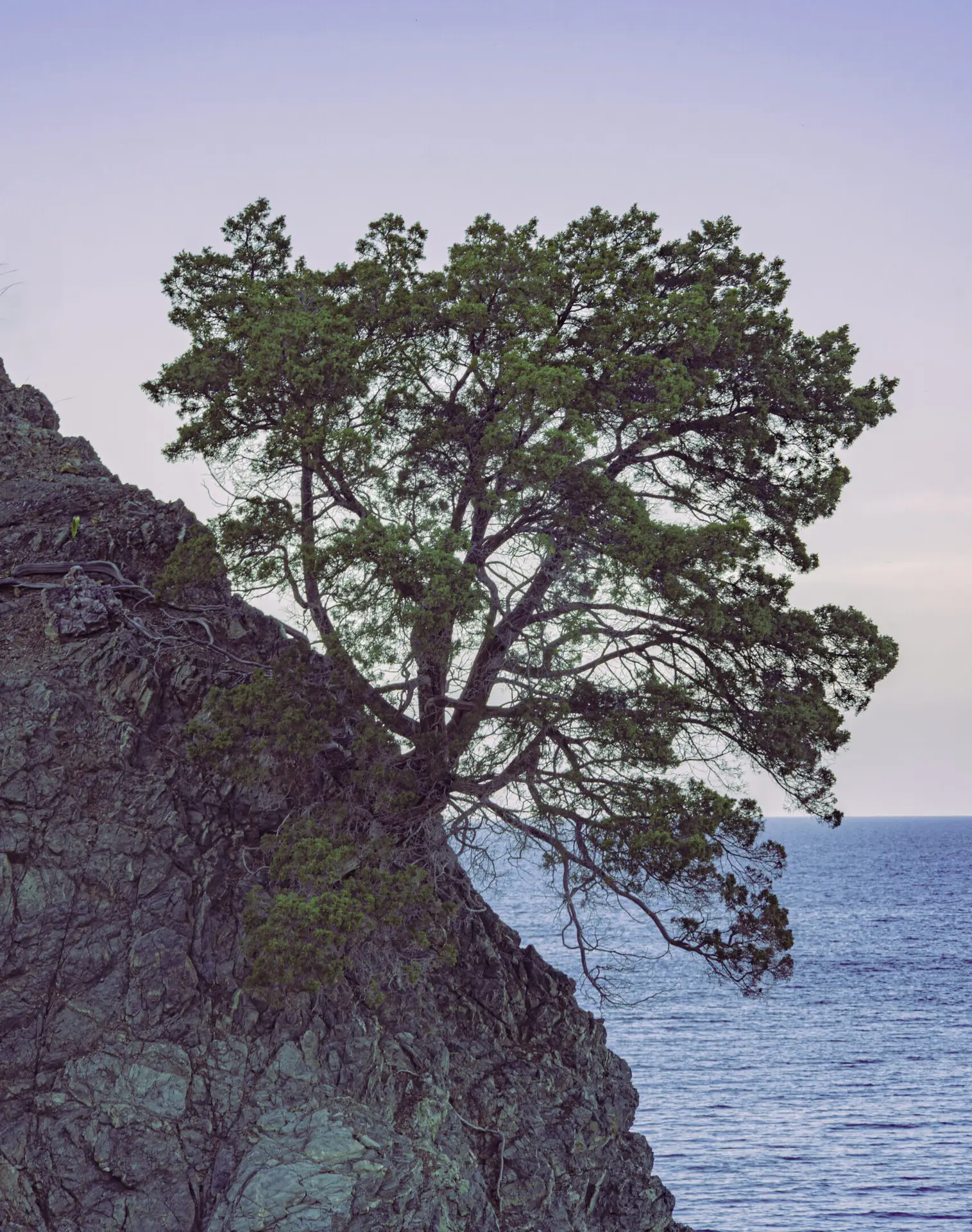 A lone tree growing from the rocky coastline at Gabor Rock, Cyprus.