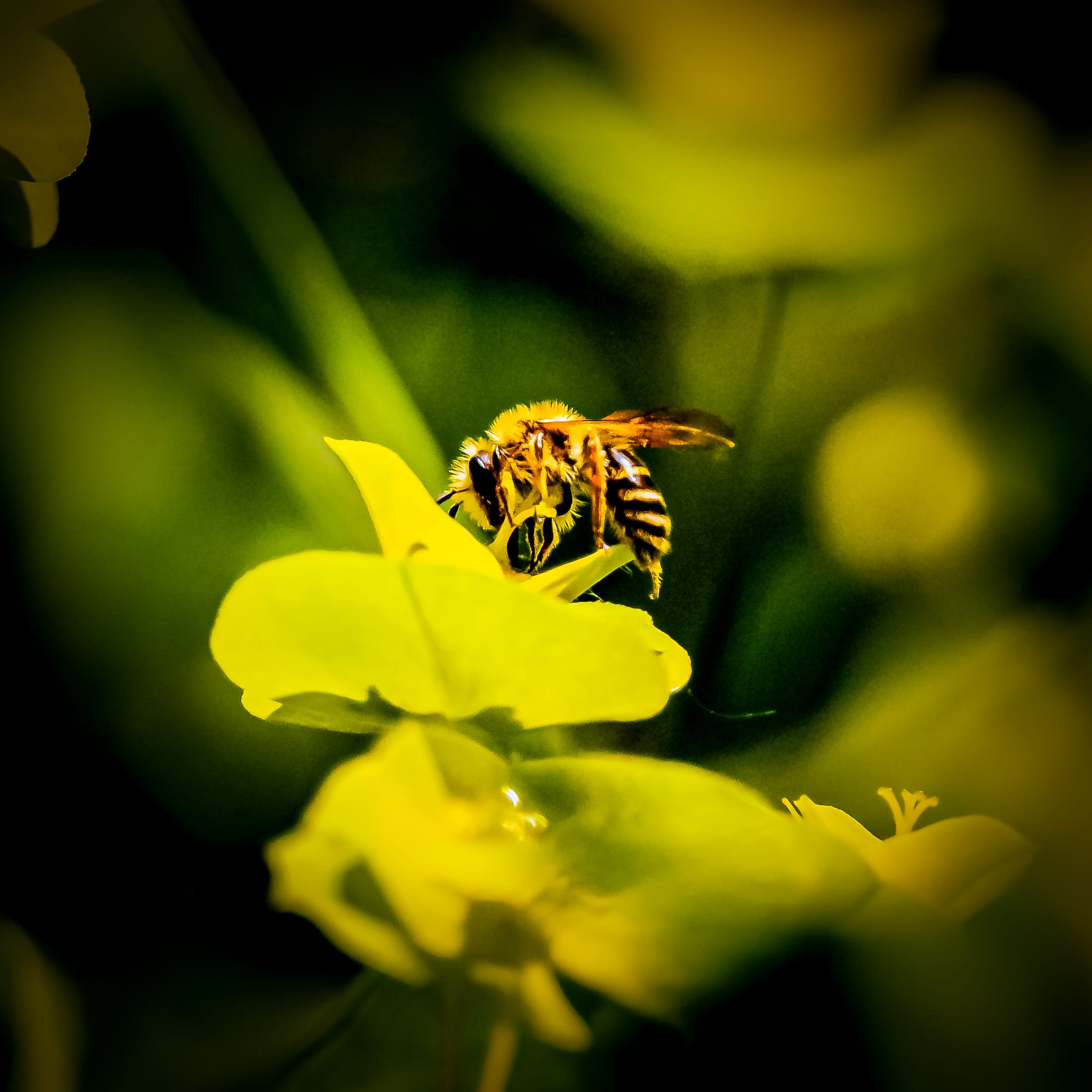Honey bee collecting nectar from wildflowers in Ramot Menashe, Israel.