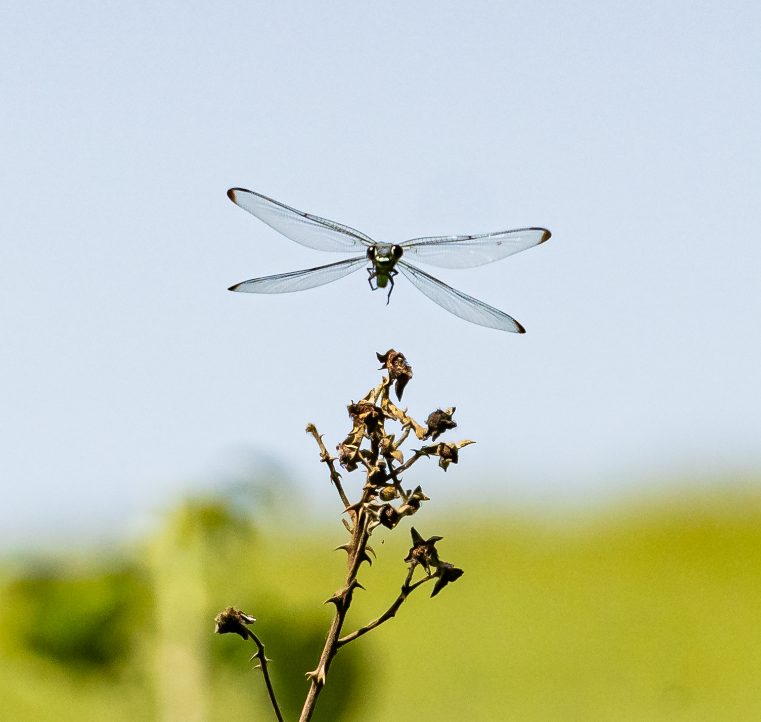 Dragonfly hovering above a dry branch in Ramot Menashe, Israel.