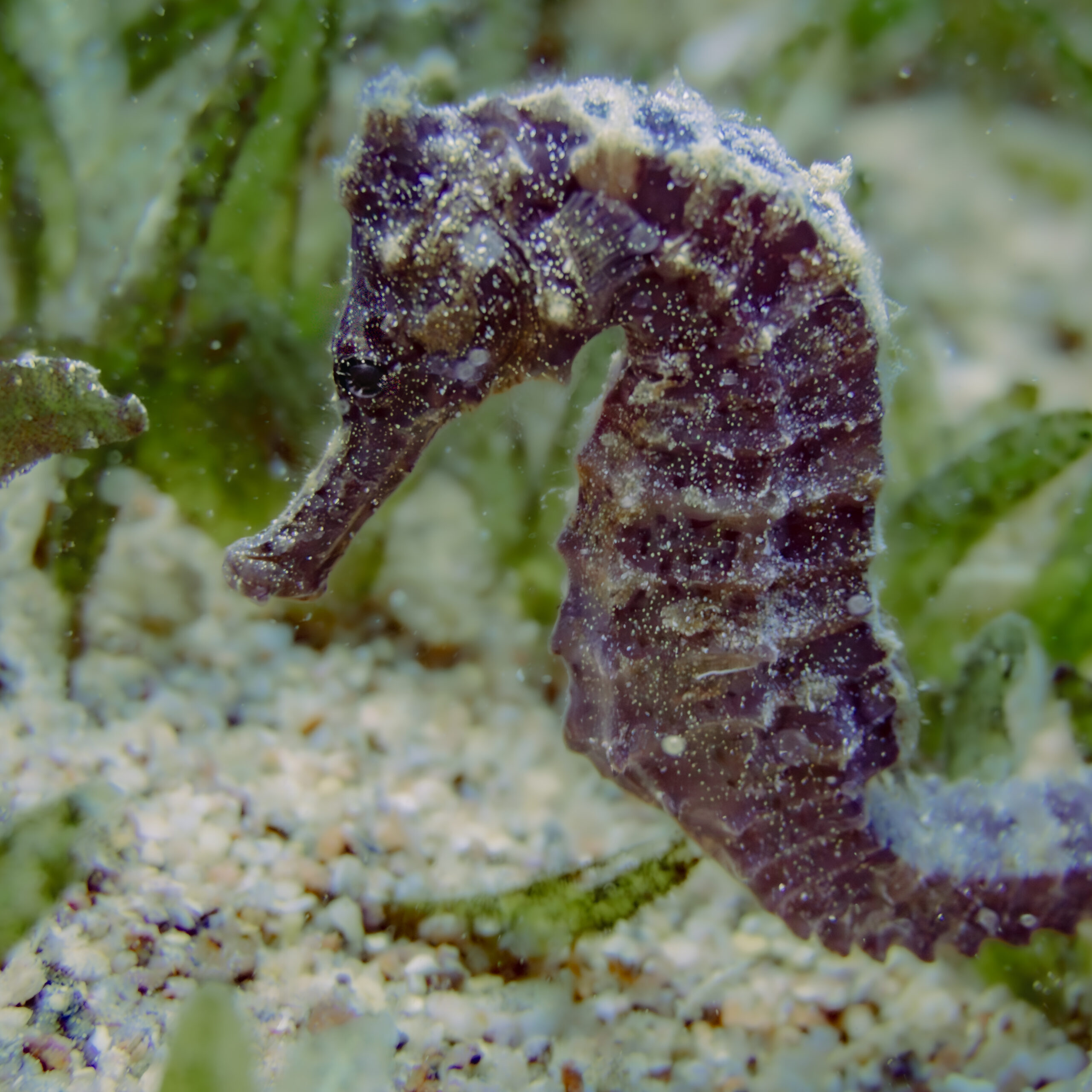 Seahorse anchored among seagrass in the Red Sea near Eilat, Israel.