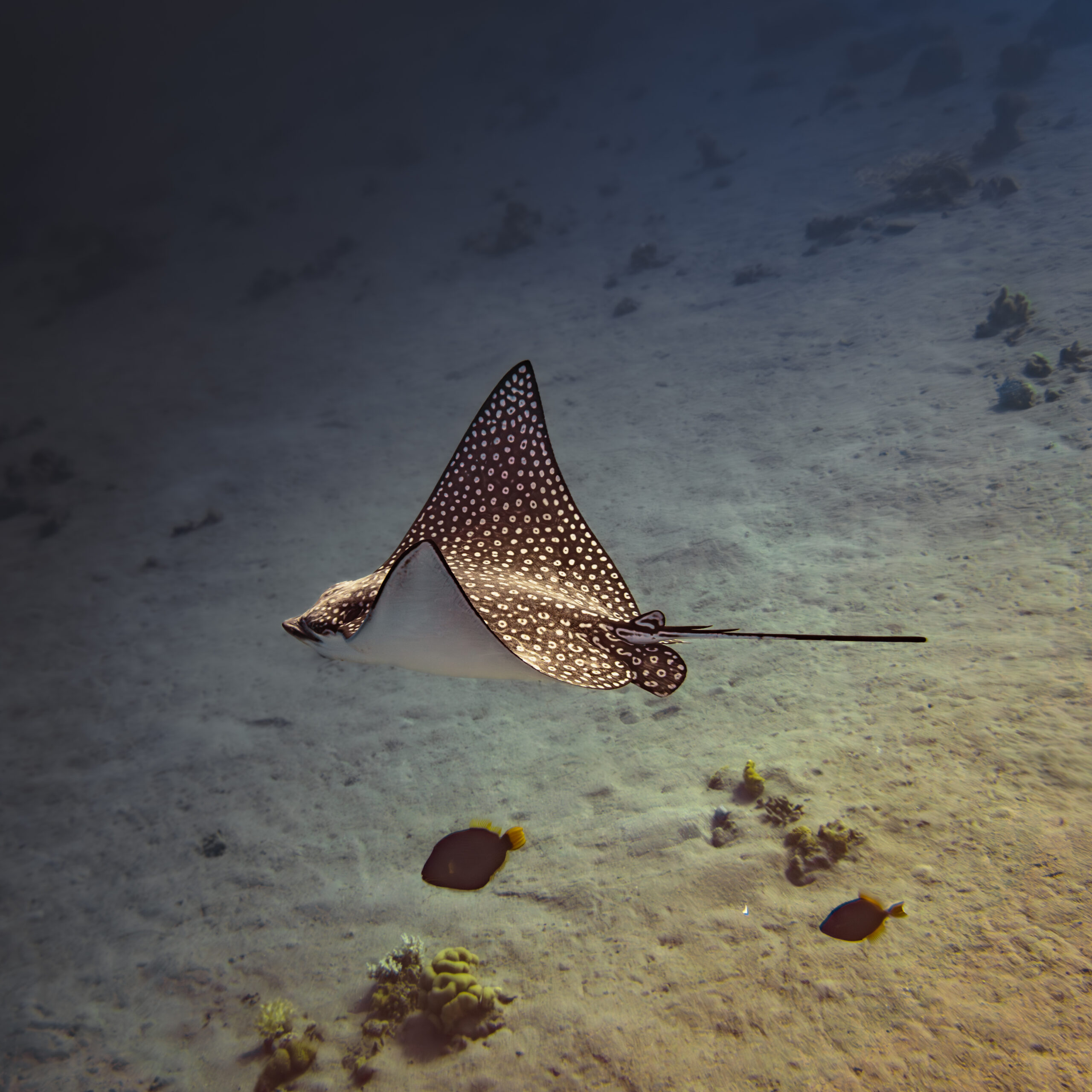 Spotted eagle ray gliding above the sandy seafloor in the Red Sea near Eilat, Israel.