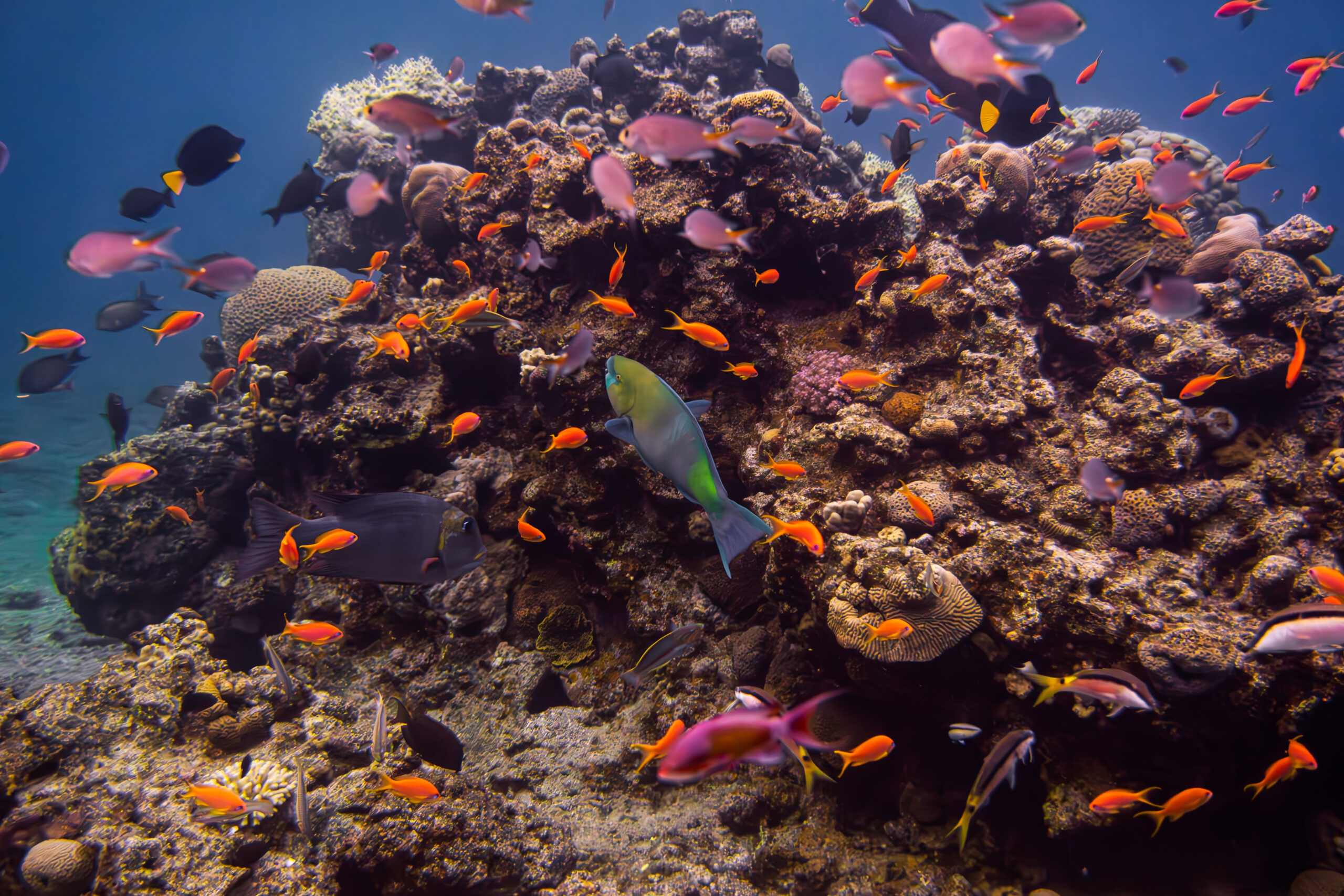 Vibrant coral reef with colorful reef fish in the Red Sea near Eilat, Israel.