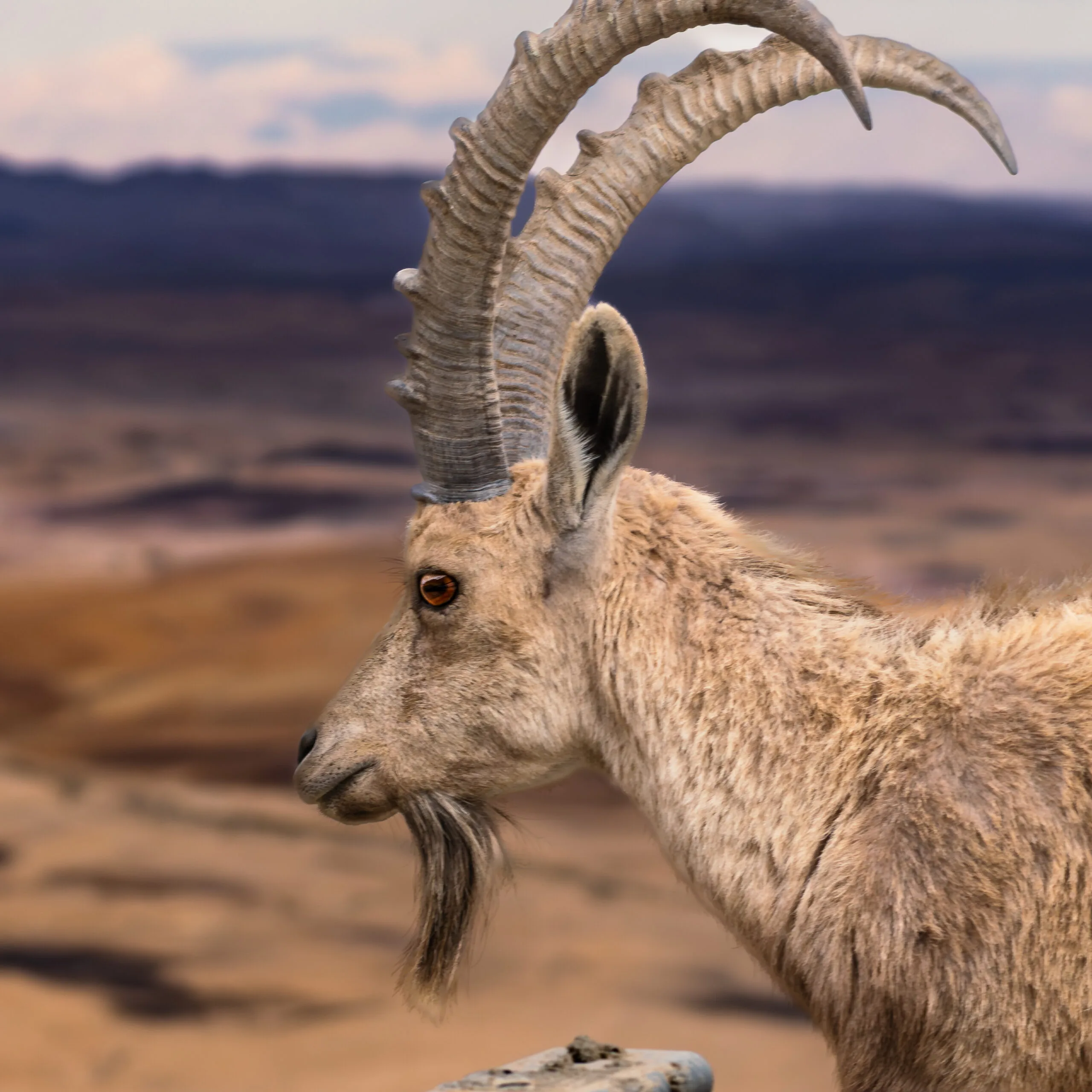 Nubian ibex standing on a rocky cliff overlooking the Negev Desert in southern Israel.