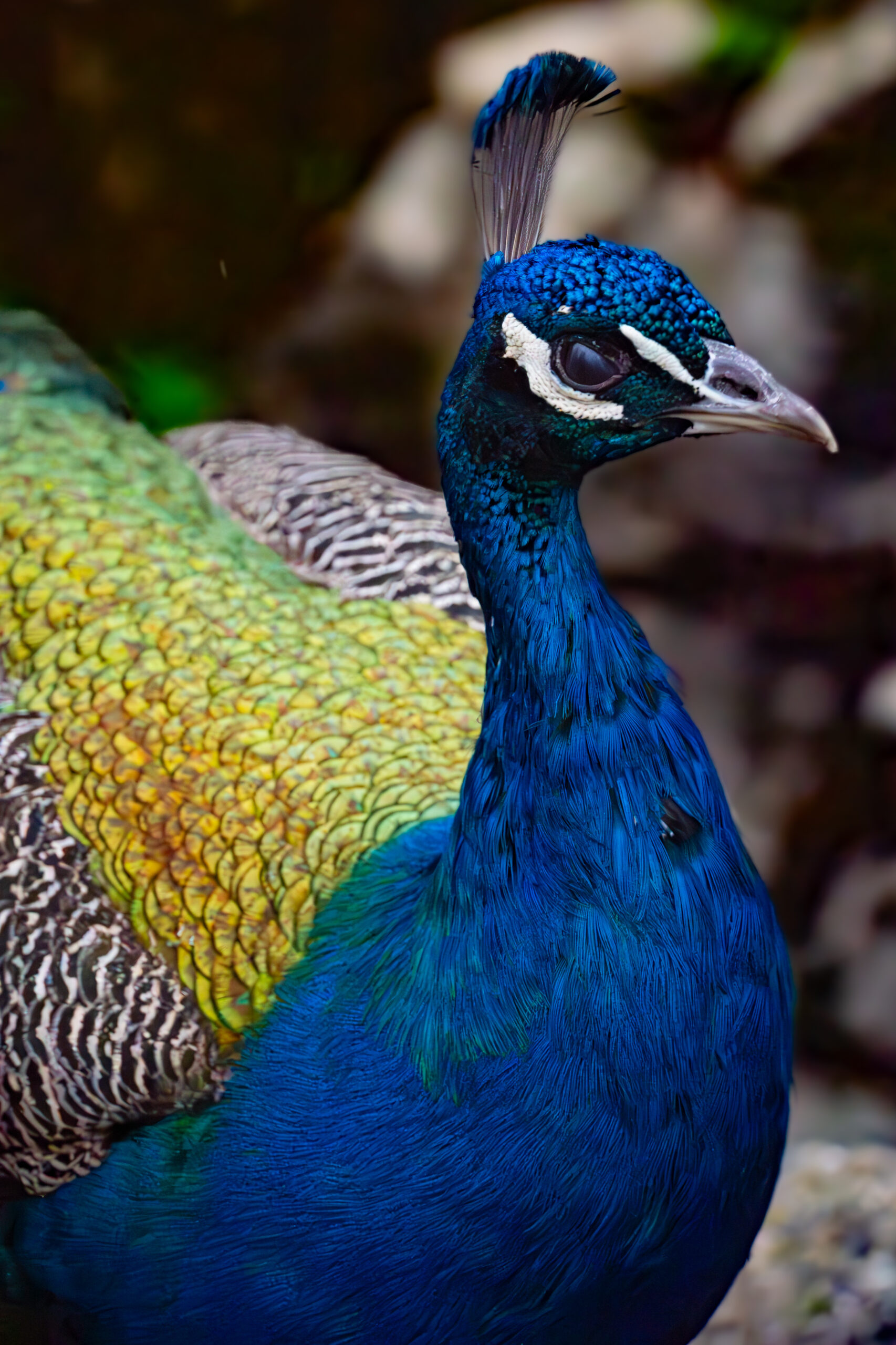 Peacock walking among the ancient ruins of Knossos Palace in Crete, Greece.