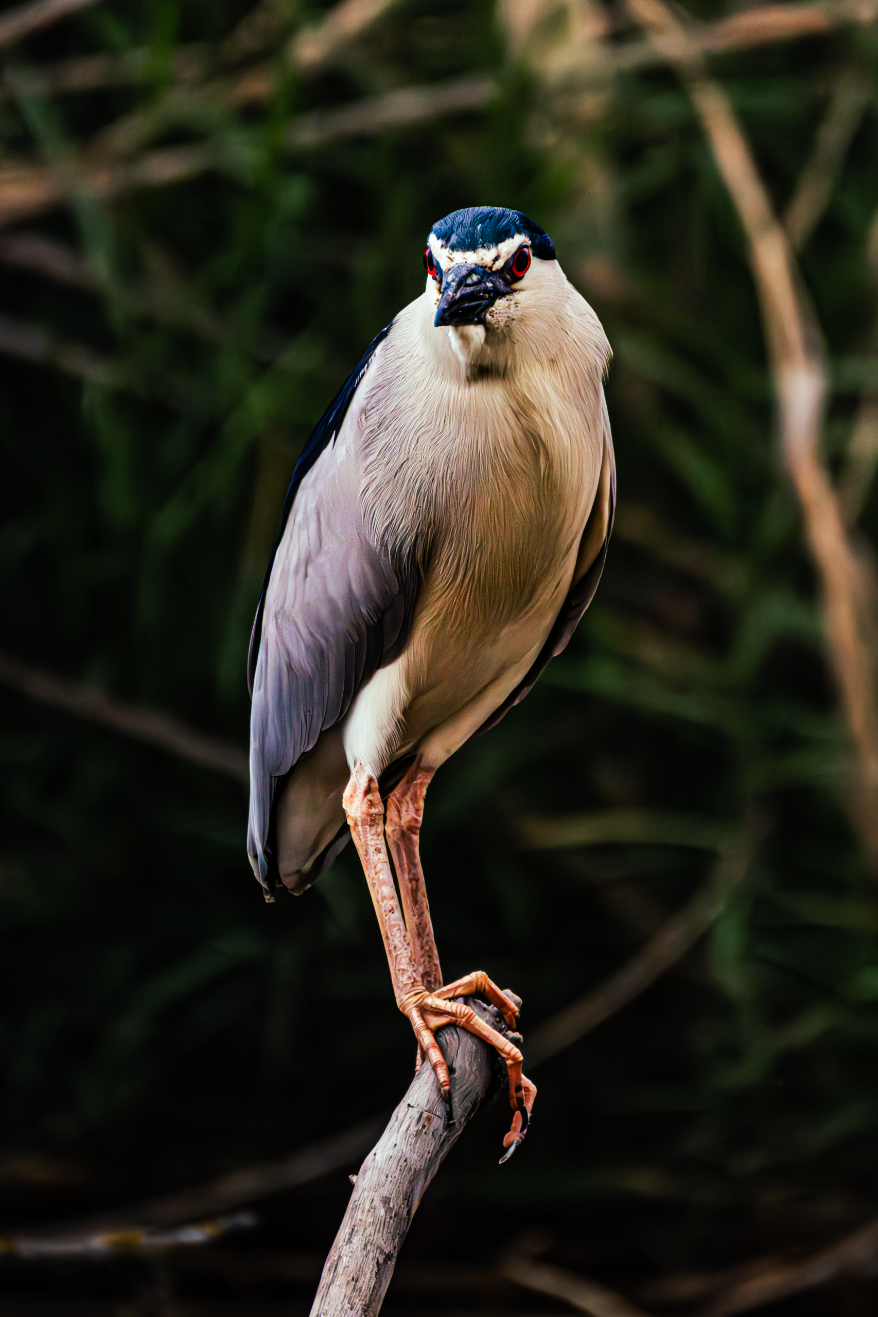 Black-crowned night heron resting before dusk in Yarkon Park, Tel Aviv, Israel.