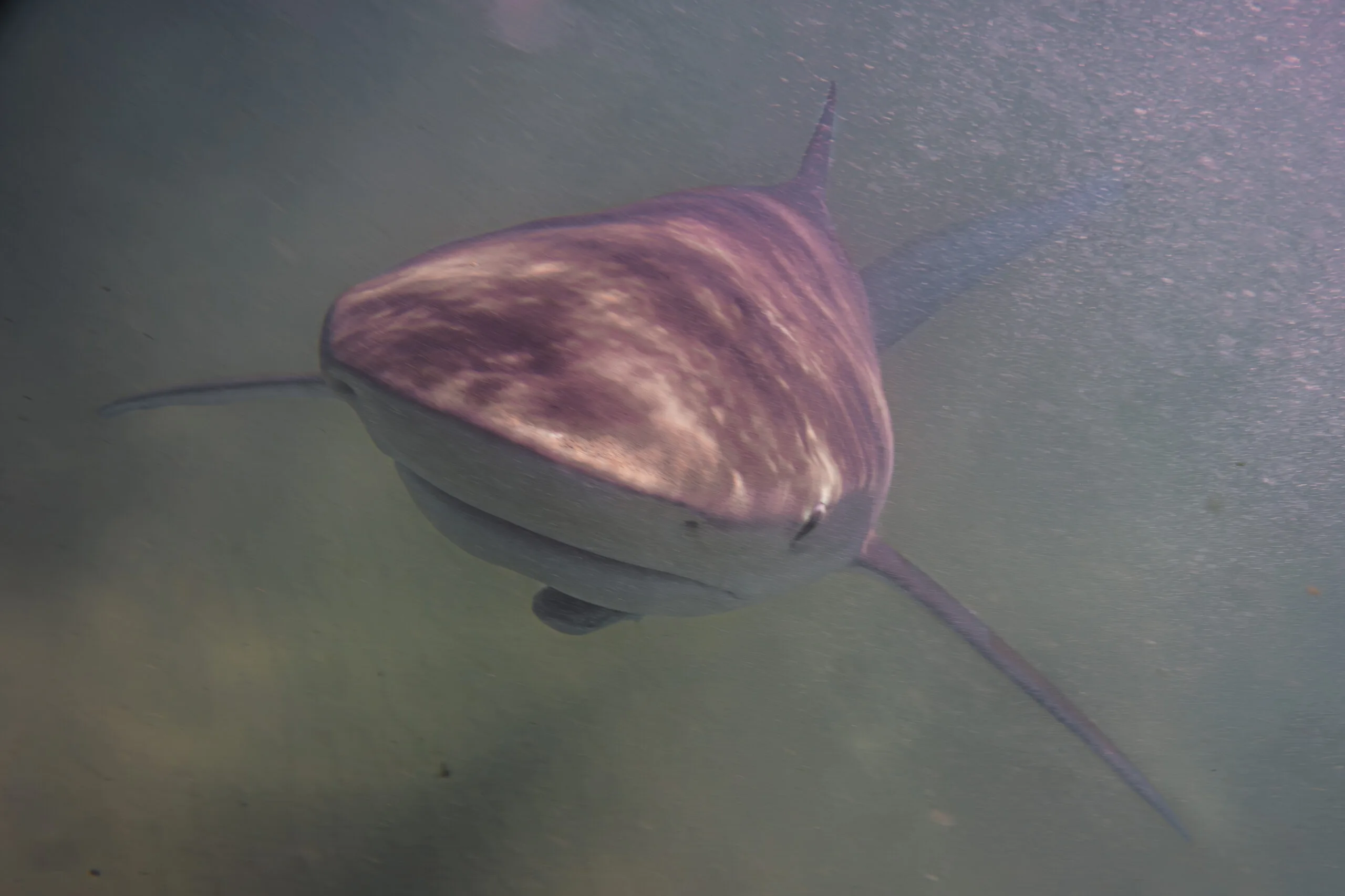 Dusky shark swimming through the coastal waters of Hadera, Israel, in the Mediterranean Sea.