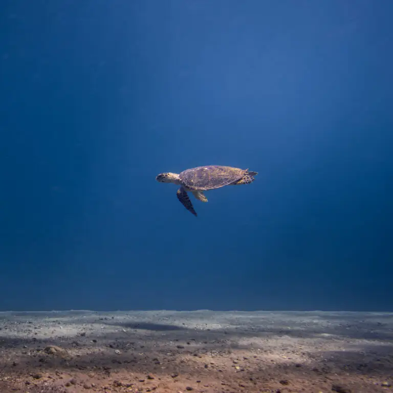 Sea Turtle swimming above the sandy seafloor in the Red Sea near Eilat, Israel.