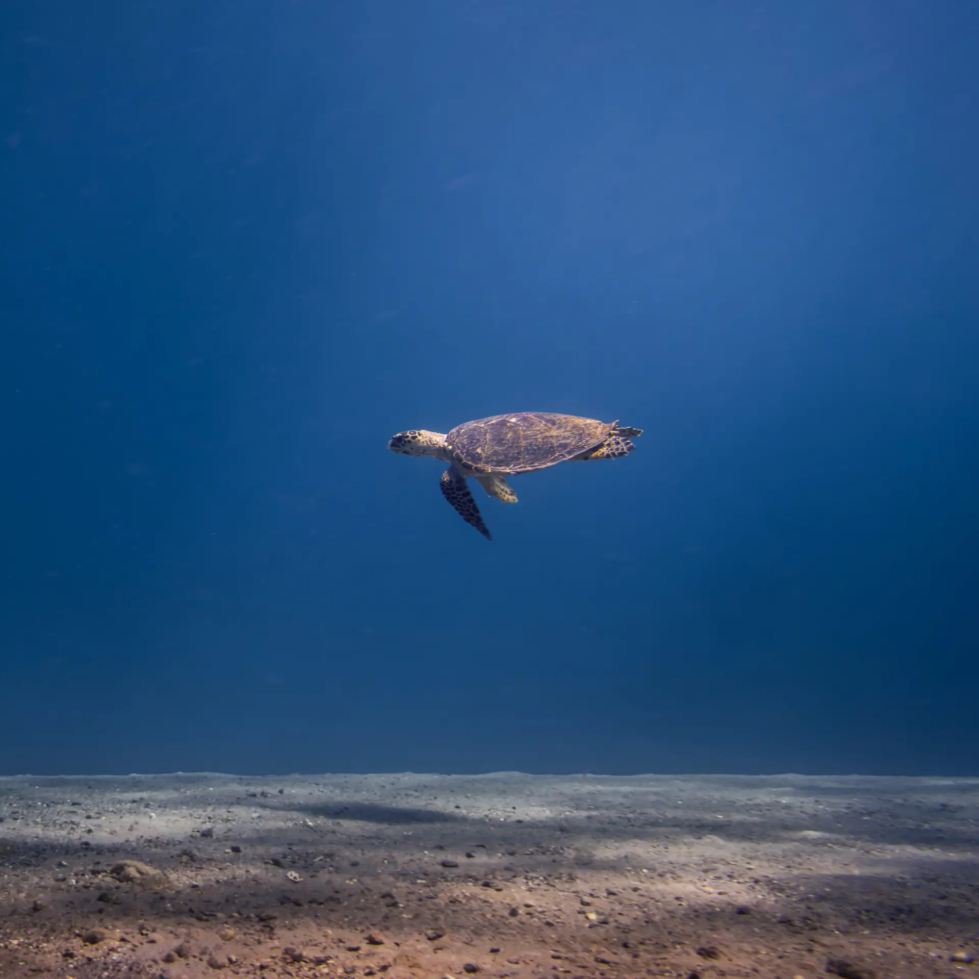 Sea Turtle swimming above the sandy seafloor in the Red Sea near Eilat, Israel.