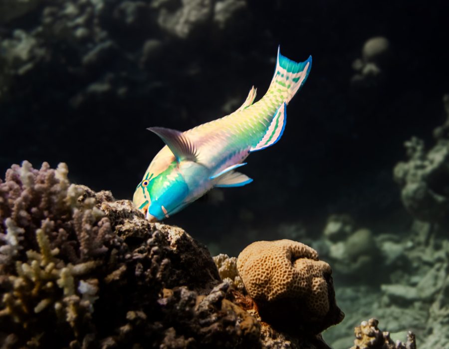 Parrotfish feeding on a coral reef in the Red Sea near Eilat, Israel.