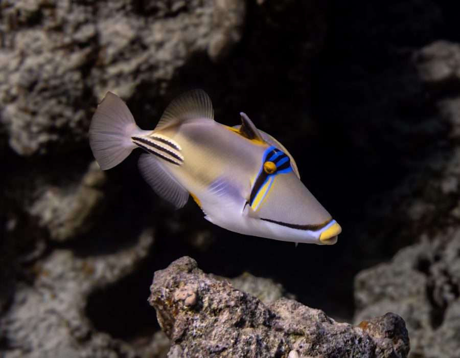 Picasso triggerfish swimming over a coral reef in the Red Sea near Eilat, Israel.