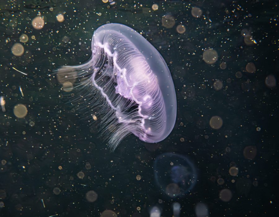Moon jellyfish drifting through the waters of the Red Sea near Eilat, Israel.