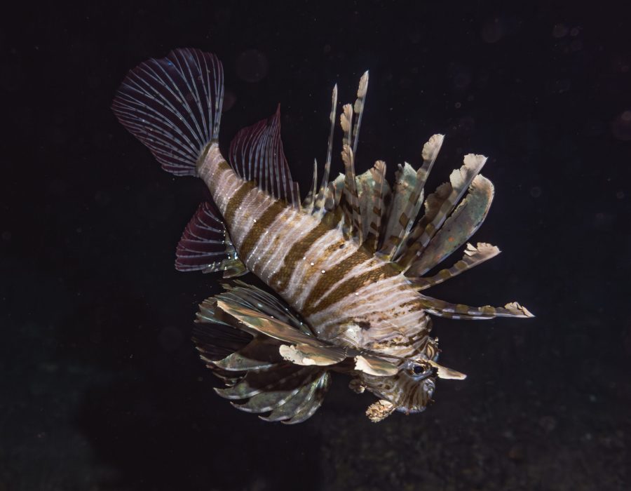Lionfish swimming over a coral reef at night in the Red Sea near Eilat, Israel.