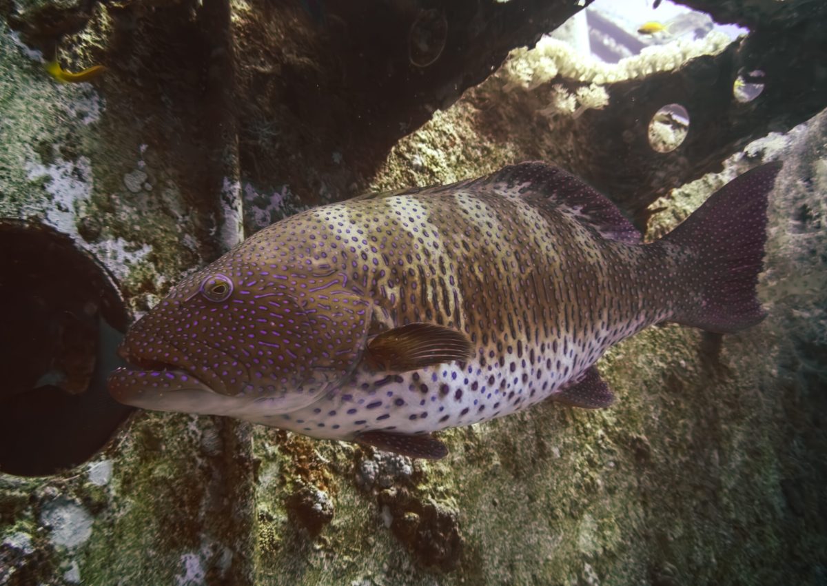 Giant grouper swimming inside the Satil Wreck in the Red Sea near Eilat, Israel.
