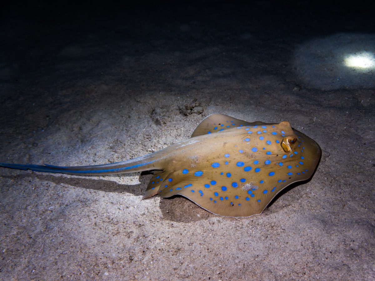 Blue-spotted ribbontail ray resting on the sandy seafloor in the Red Sea near Eilat, Israel.