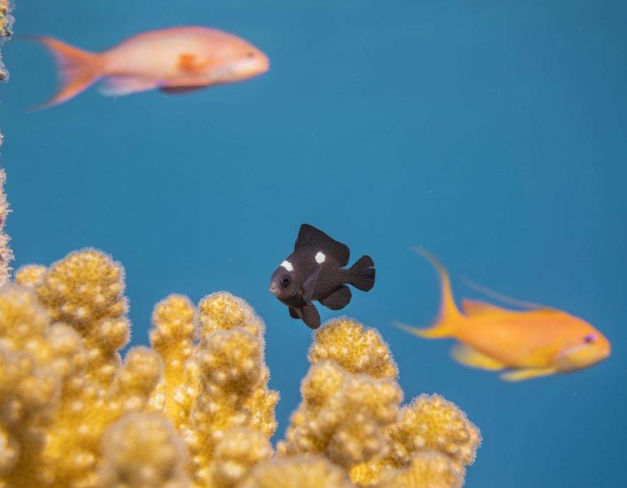 Two-spot demoiselle hovering above a coral colony in the Red Sea near Eilat, Israel.