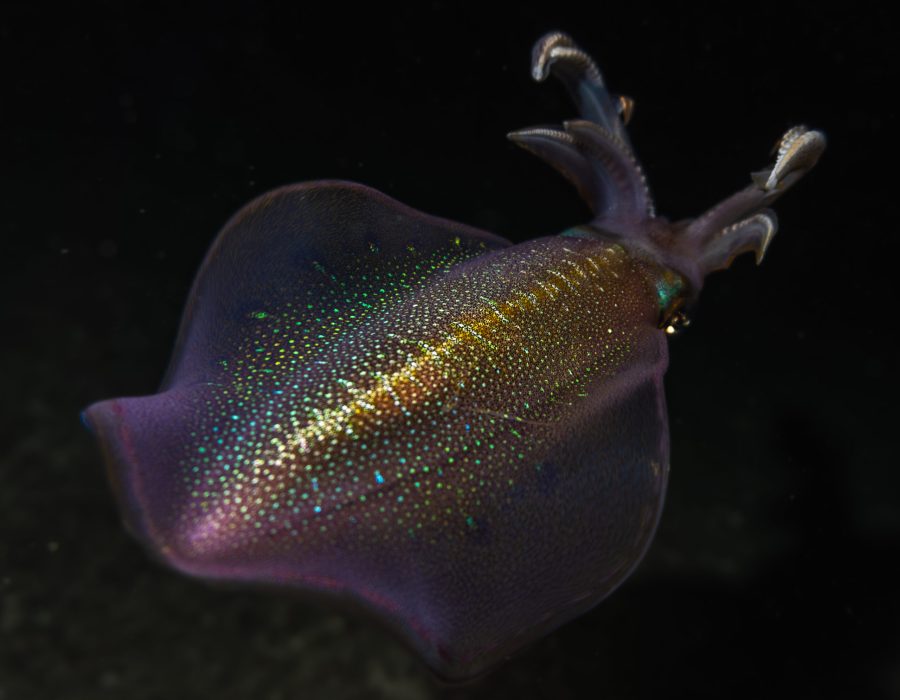 Bigfin reef squid gliding through the shallow waters of the Red Sea near Eilat, Israel.