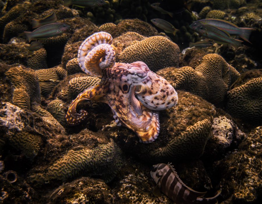 Common octopus resting among coral formations in the Red Sea near Eilat, Israel.