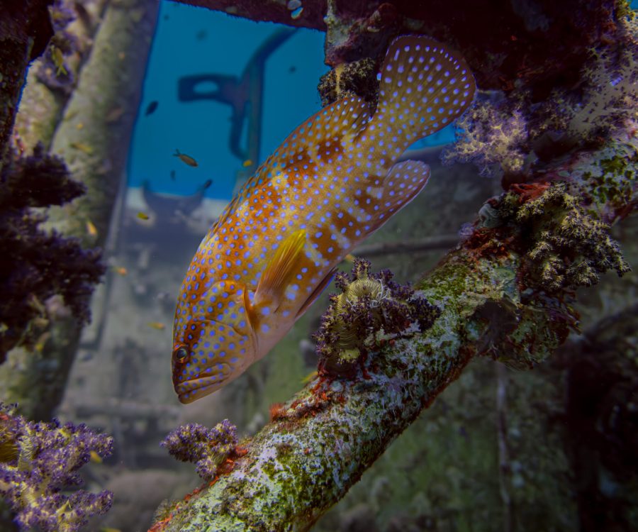 Yellowspotted grouper sheltering inside the Satil Wreck in the Red Sea near Eilat, Israel.