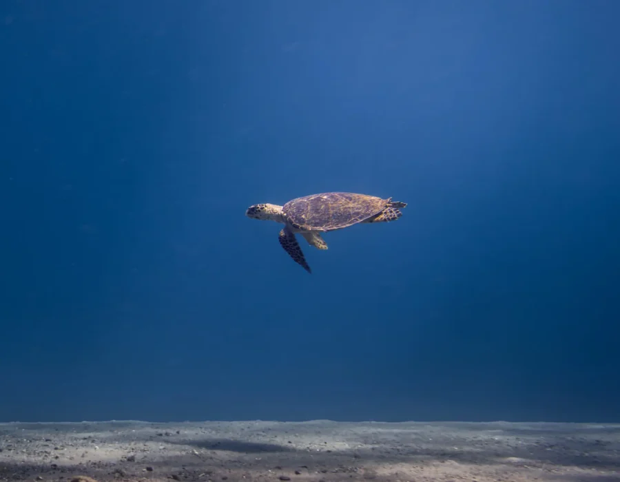 Sea Turtle swimming above the sandy seafloor in the Red Sea near Eilat, Israel.