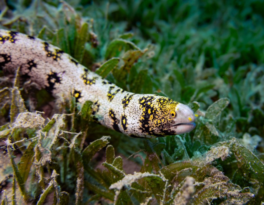 Snowflake moray emerging from a coral reef in the Red Sea near Eilat, Israel.