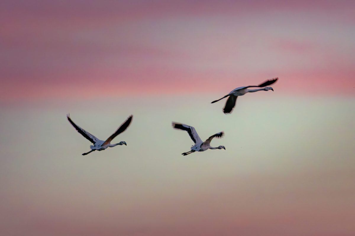 Three greater flamingos flying over Larnaca Salt Lake at sunset in Cyprus.