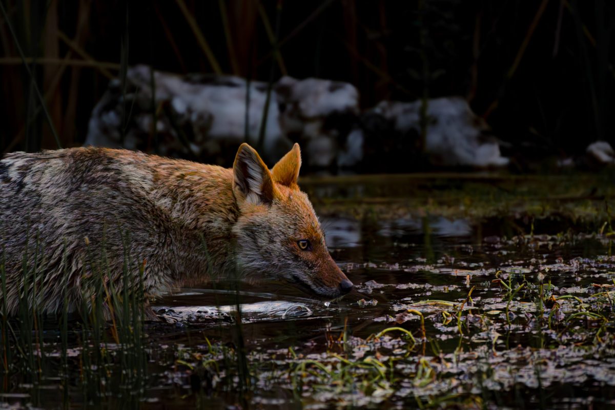 Golden jackal pausing to drink from a lake in Yarkon Park, Tel Aviv, Israel.