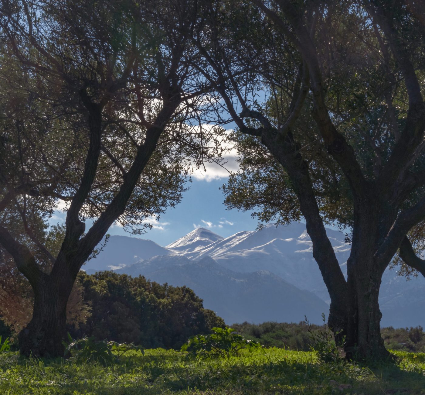 Ancient olive trees with the snow-covered Lefká Ori (White Mountains) in Crete, Greece.