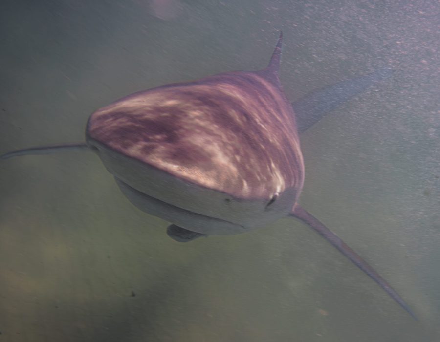 Dusky shark swimming through the coastal waters of Hadera, Israel, in the Mediterranean Sea.