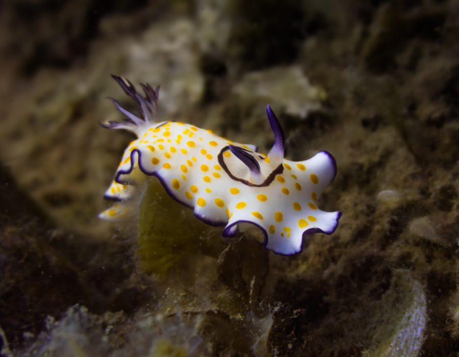 Colorful nudibranch crawling across a shipwreck in the Mediterranean Sea near Limassol, Cyprus.