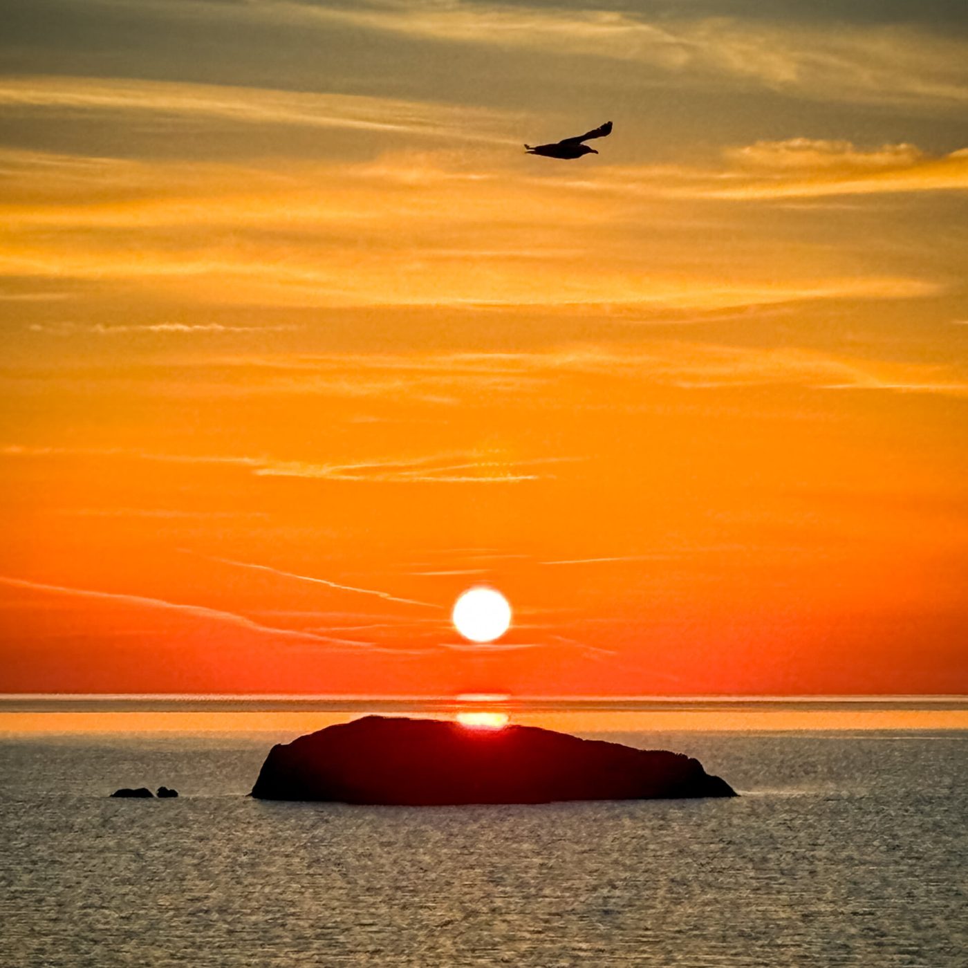 Sunset over the La Maddalena Archipelago with a seabird in flight, Sardinia, Italy.